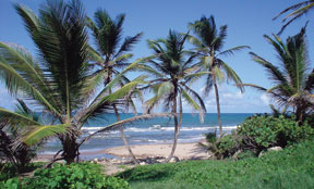 照片：巴巴多斯的东海岸，沃什伯恩法律在那里举行了夏季留学计划。